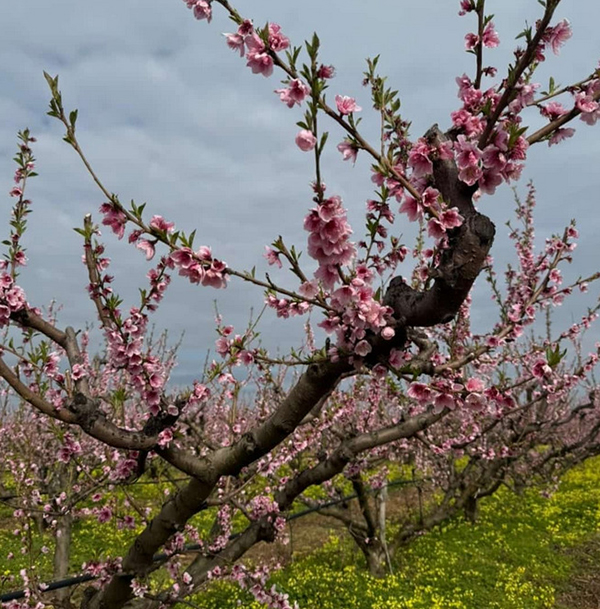 Pesco in fiore, Puglia